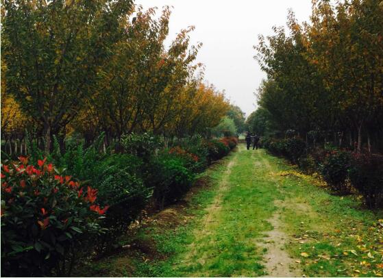 陜煤建設(shè)綠宇園林公司：以自有苗木為設(shè)計基礎(chǔ)，打造“花園式”工程