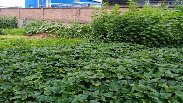 陜煤建設(shè)洗選煤運(yùn)營公司紅柳林洗煤廠項(xiàng)目部：職工“菜園子”，舒筋又舒心