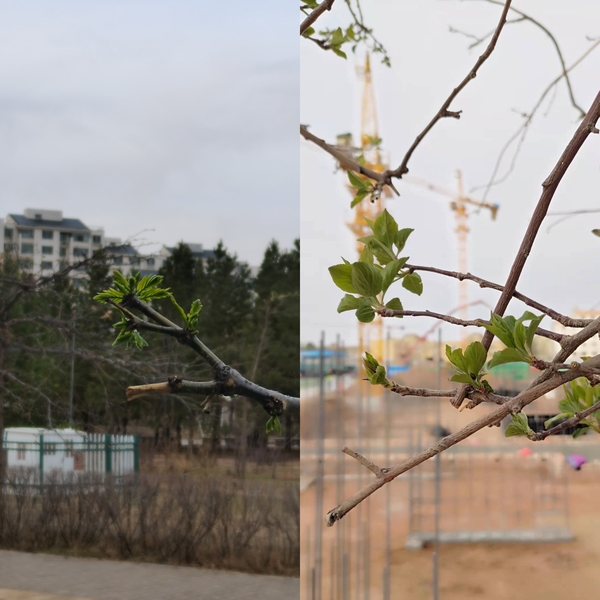 抬頭看，鄂爾多斯的春天
