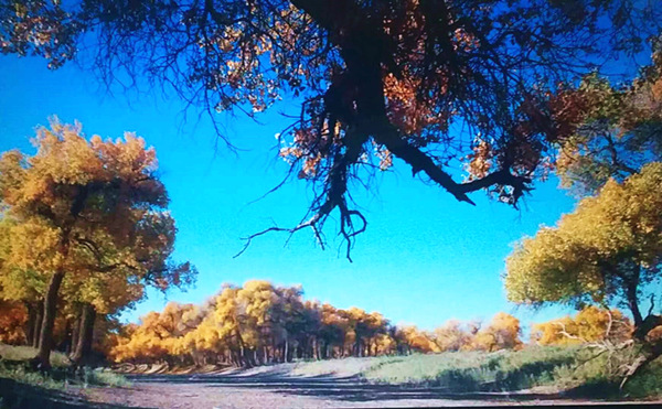 走進內(nèi)蒙額濟納，與胡楊林的美撞個滿懷