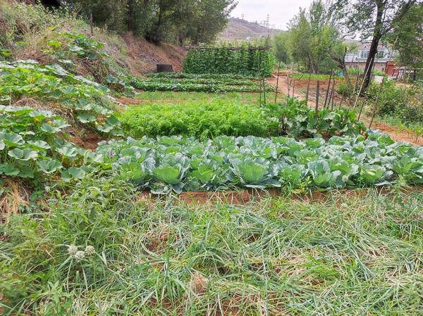 陜煤建設(shè)洗選煤運(yùn)營公司紅柳林洗煤廠項(xiàng)目部：職工菜園，“蔬”心“食”尚