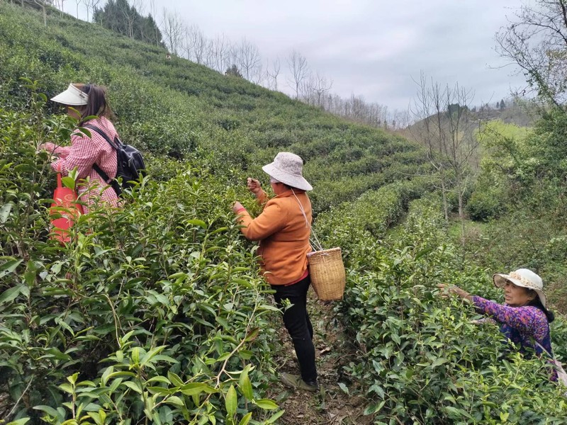 陜煤建設(shè)定點(diǎn)幫扶村：春茶采摘忙，茶香促振興