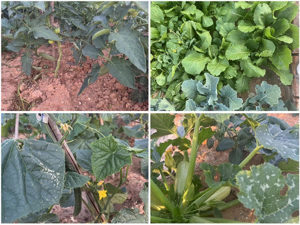 陜煤建設(shè)天工公司土建十七部黨支部：小小菜園，播種幸福感