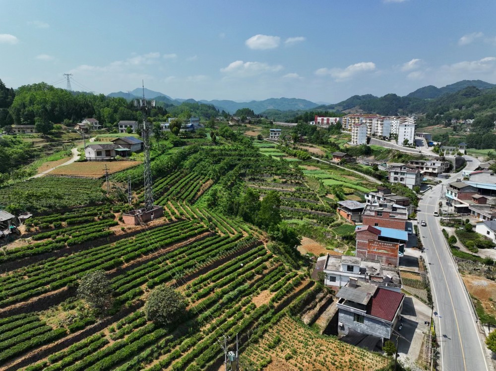陜煤建設(shè)定點幫扶村：端起三碗“大碗茶” 走穩(wěn)茶香客滿發(fā)展路