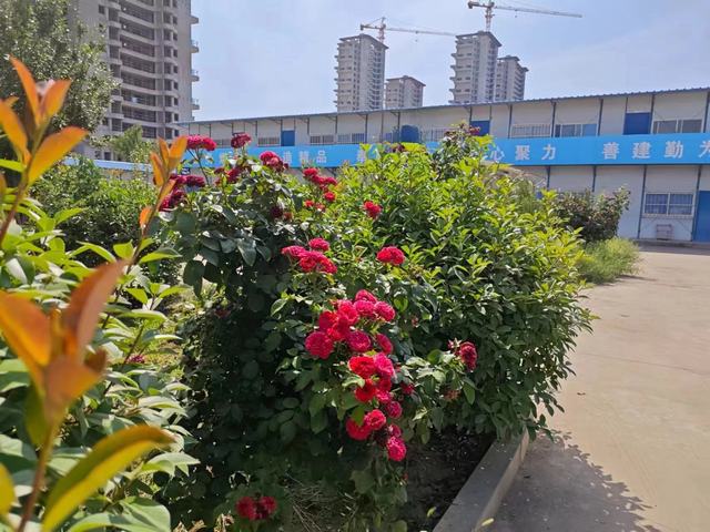 我觀花時(shí) 我亦花