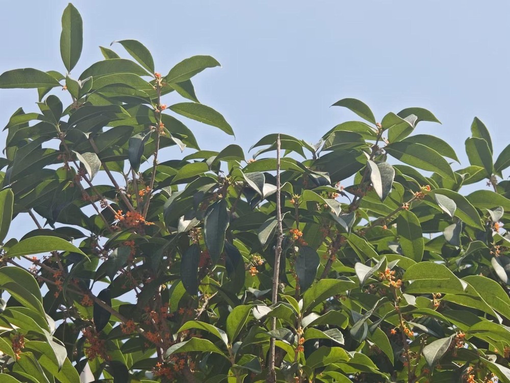 滿城桂花香，最是秋意濃