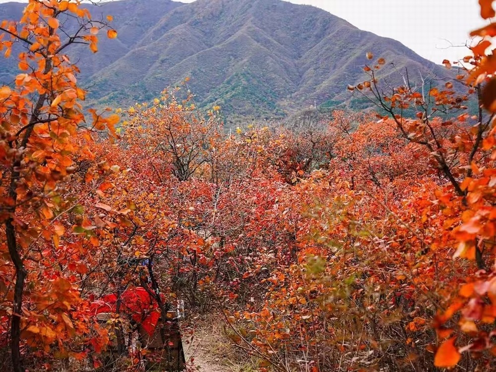 紅葉燃情，歷史鑄魂