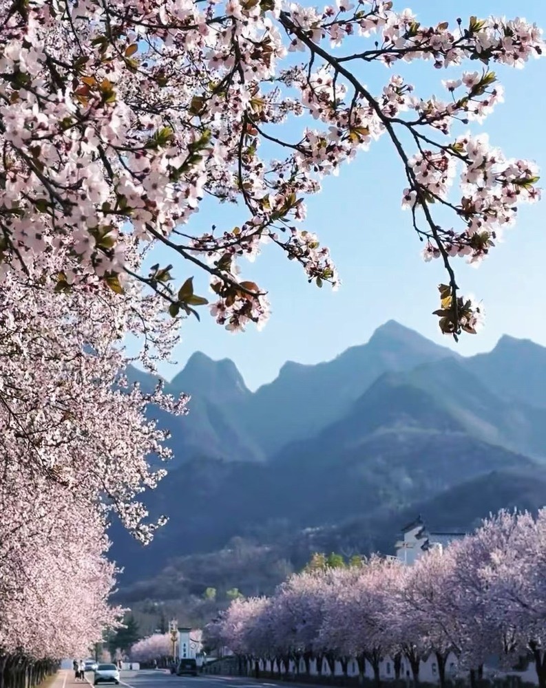 邂逅春櫻，期許四季