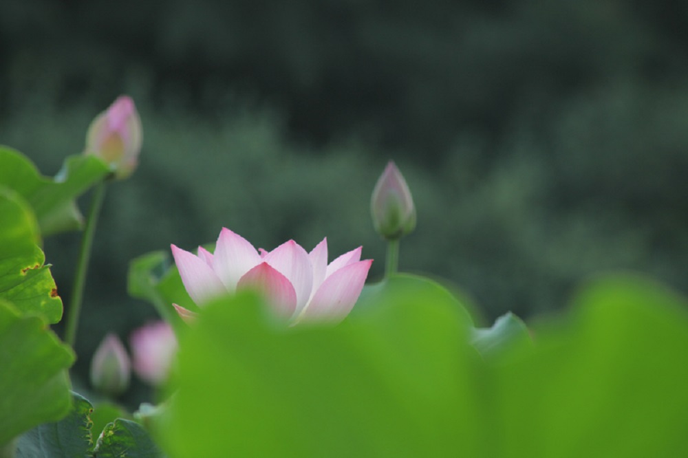 荷影深處見(jiàn)清風(fēng)