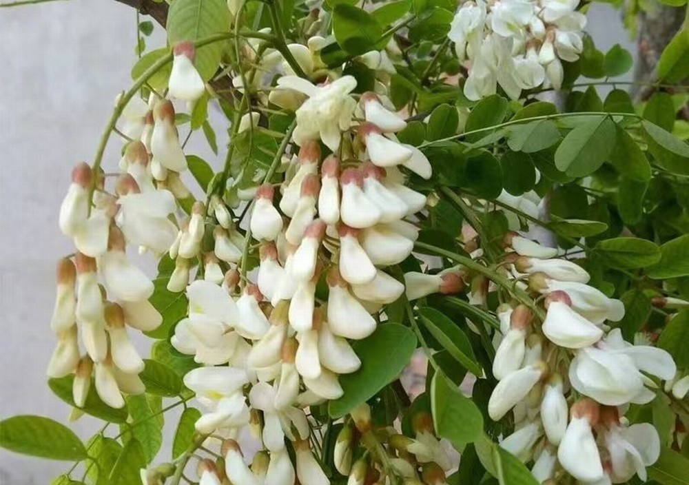 走！鉤洋槐花去！