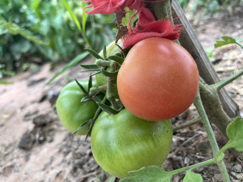 鋼筋水泥間的“田園詩(shī)”