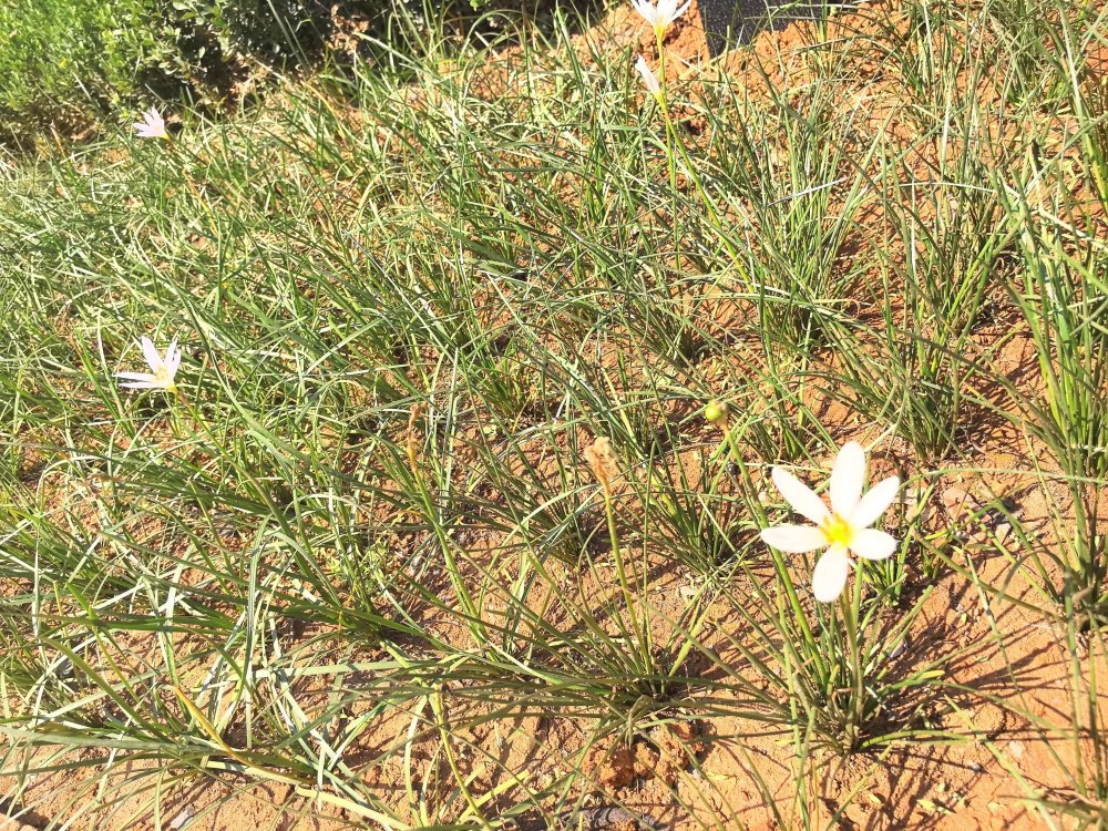 電廠花開時(shí)，奮斗自成章