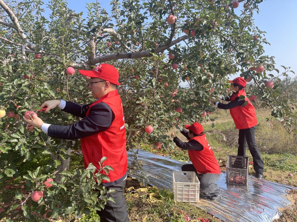 陜煤建設澄合分公司機關(guān)黨支部：黨員助農(nóng)采摘忙 蘋果園里踐初心